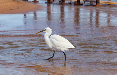 Little egret (Egretta garzetta). The white bird hunts fish in the red Sea.