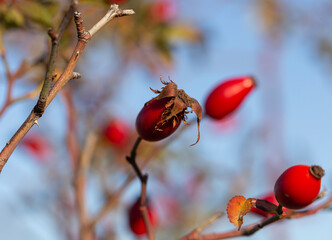 Red fruit of wild rose. The dog roses, the Canina section of the genus Rosa. Subtle swirly bokeh in...