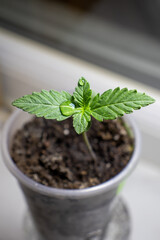 cannabis, plant, pot, growing, herb, hemp, sprout, seedling, medicine, marijuana, drug, weed, grow, agriculture, medicinal, garden, growth, green, leaf, natural, nature, medical, strain, farm, alterna