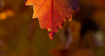 Fototapeta na wymiar Vineyards in the autumn with red foliage. Winemaking. Macro photography of a leaf covered with dew. Selective focus.