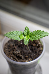 cannabis, plant, pot, growing, herb, hemp, sprout, seedling, medicine, marijuana, drug, weed, grow, agriculture, medicinal, garden, growth, green, leaf, natural, nature, medical, strain, farm, alterna