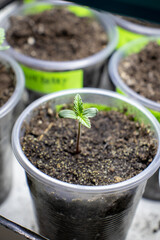 cannabis, plant, pot, growing, herb, hemp, sprout, seedling, medicine, marijuana, drug, weed, grow, agriculture, medicinal, garden, growth, green, leaf, natural, nature, medical, strain, farm, alterna