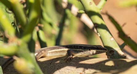 African five-lined skink (Trachylepis quinquetaeniata, formerly Mabuya quinquetaeniata).