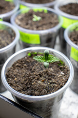 cannabis, plant, pot, growing, herb, hemp, sprout, seedling, medicine, marijuana, drug, weed, grow, agriculture, medicinal, garden, growth, green, leaf, natural, nature, medical, strain, farm, alterna