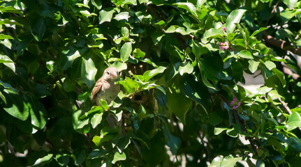 Pássaros, passarinho. 