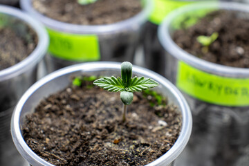 cannabis, plant, pot, growing, herb, hemp, sprout, seedling, medicine, marijuana, drug, weed, grow, agriculture, medicinal, garden, growth, green, leaf, natural, nature, medical, strain, farm, alterna