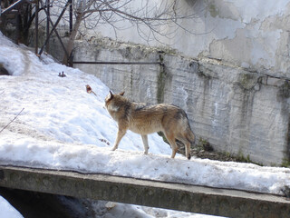 Gray wolf on a winter day. Wild animal