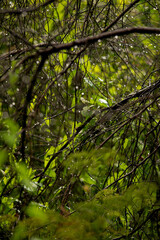 green forest in the morning