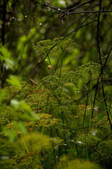 Fototapeta premium morning in the woods