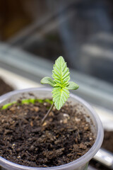 cannabis, plant, pot, growing, herb, hemp, sprout, seedling, medicine, marijuana, drug, weed, grow, agriculture, medicinal, garden, growth, green, leaf, natural, nature, medical, strain, farm, alterna