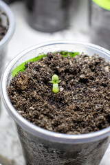 cannabis, plant, pot, growing, herb, hemp, sprout, seedling, medicine, marijuana, drug, weed, grow, agriculture, medicinal, garden, growth, green, leaf, natural, nature, medical, strain, farm, alterna