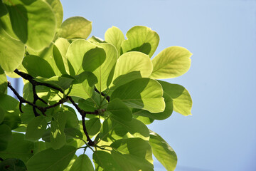 新緑の季節　若葉