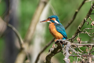 Eisvogel (Alcedo atthis) Weibchen