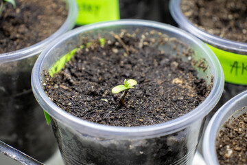 cannabis, plant, pot, growing, herb, hemp, sprout, seedling, medicine, marijuana, drug, weed, grow, agriculture, medicinal, garden, growth, green, leaf, natural, nature, medical, strain, farm, alterna