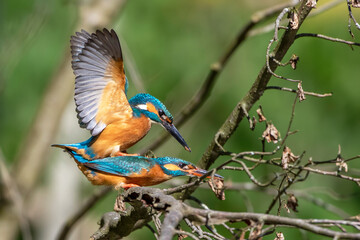 Eisvögel (Alcedo atthis) bei der Paarung