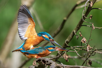 Eisvögel (Alcedo atthis) bei der Paarung