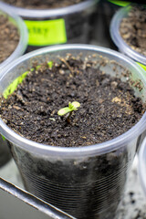 cannabis, plant, pot, growing, herb, hemp, sprout, seedling, medicine, marijuana, drug, weed, grow, agriculture, medicinal, garden, growth, green, leaf, natural, nature, medical, strain, farm, alterna