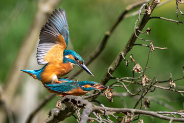 Eisvögel (Alcedo atthis) bei der Paarung