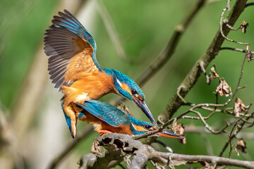 Eisvögel (Alcedo atthis) bei der Paarung