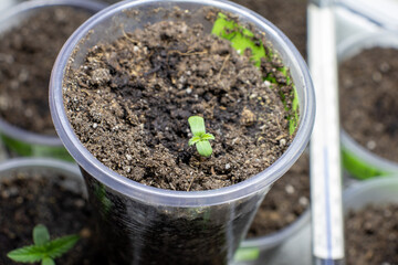 cannabis, plant, pot, growing, herb, hemp, sprout, seedling, medicine, marijuana, drug, weed, grow, agriculture, medicinal, garden, growth, green, leaf, natural, nature, medical, strain, farm, alterna