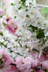 spring bouquet of blooming sakura and cherry