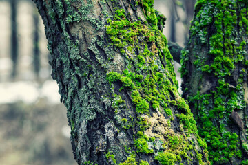 Tree trunk in the forest, covered with moss and lichen