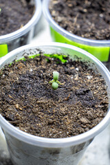 cannabis, plant, pot, growing, herb, hemp, sprout, seedling, medicine, marijuana, drug, weed, grow, agriculture, medicinal, garden, growth, green, leaf, natural, nature, medical, strain, farm, alterna