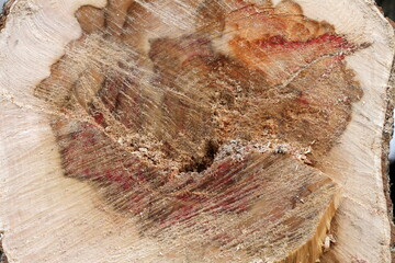 texture of a freshly sawn tree trunk, close-up