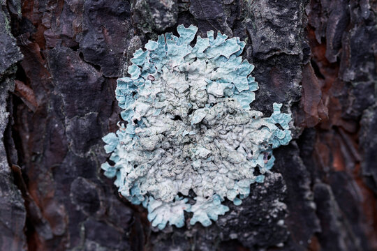 Lichen Flavoparmelia caperata on pine bark