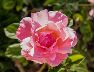 Rosa francesa rosada.