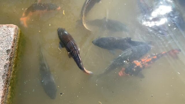 Pez koi en estanque japones /  Koi fish in japanese pond