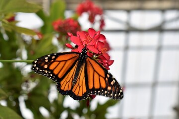 monarch butterfly on flower