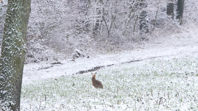 European Hare on a field with snow and starts running (Lepus europaeus). Hare in snowy winter 	
