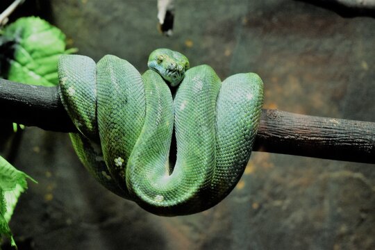 green snake in the tree