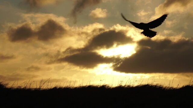 Raven taking off flying slow motion sunrise silhouette