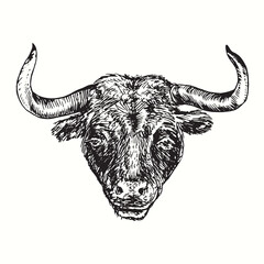 Hand drawn black bull portrait. Ink black and white drawing. Vector illustration