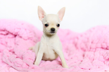 A funny white Chihuahua dog sits on a pink blanket.