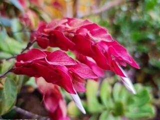 red shrimp flower with red in spring season, background and texture