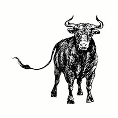 Hand drawn black bull standing portrait, front view. Ink black and white drawing. Vector illustration