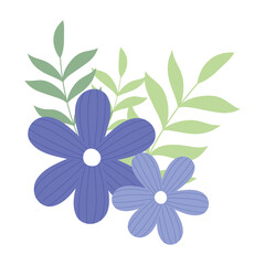 purple flowers branch foliage white background