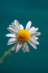 soft focus, macro photo, medicinal chamomile on a blue background