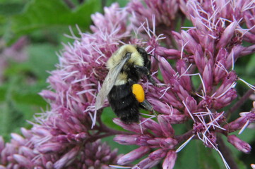 Bee with pollen on flowers