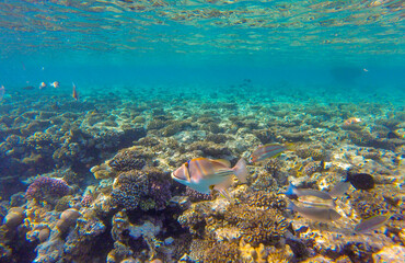 
bright colors and natural forms of the coral reef and its inhabitants in the Red Sea