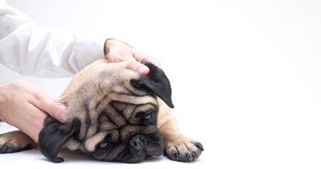 Pug dog lay on white background has massage for ears. the dog enjoys and sleeps while the owner or veterinarian massages the ears