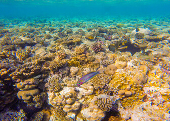 Naklejka na ściany i meble bright colors and natural forms of the coral reef and its inhabitants in the Red Sea
