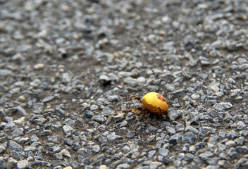 Four Spot Orb Weaver in Bieszczady Mountains