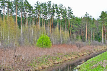 trees on the river