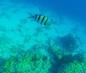 
bright colors and natural forms of the coral reef and its inhabitants in the Red Sea
