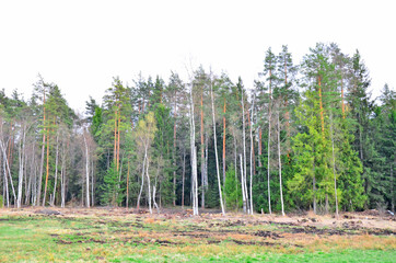 forest