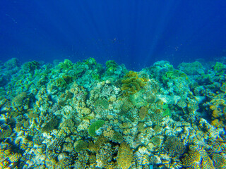 
bright colors and natural forms of the coral reef and its inhabitants in the Red Sea